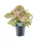 Syngonium Red Heart Feel Green – Ø14 cm, 30 cm hoog