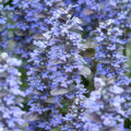 Ajuga reptans 'Burgundy Glow' (Kriechender Echtenachtscheibe) – 6 Pflanzen, Ø9 cm, 10–25 cm hoch
