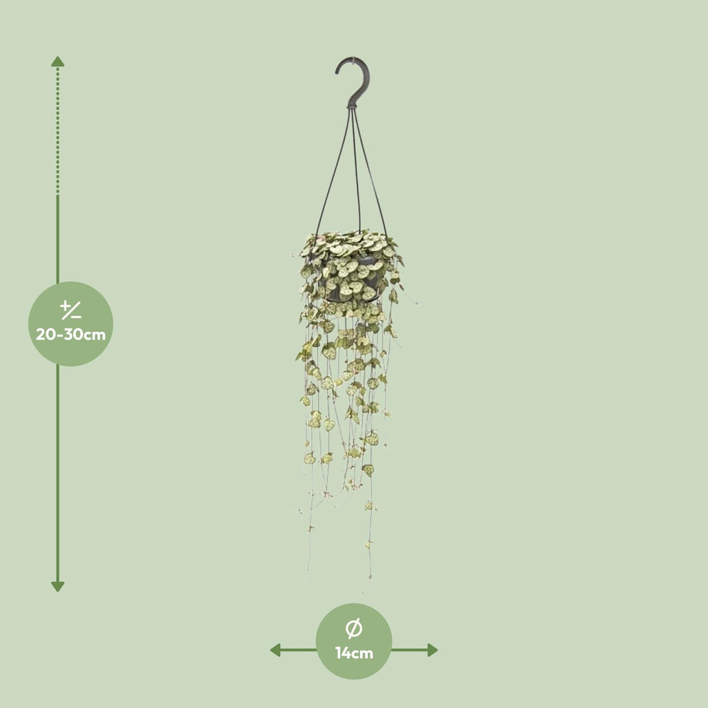 Ceropegia Woodii Hängepflanze (Chinesische Laterne) – Ø 14 cm, 50 cm hoch – Bild 2
