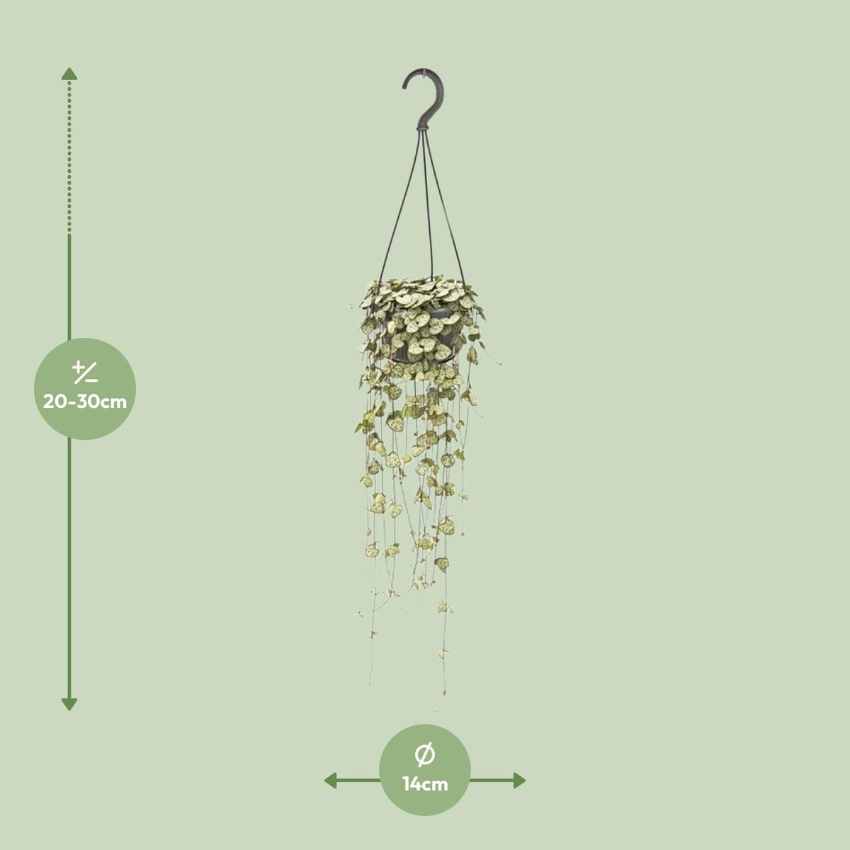 Ceropegia Woodii Hang (chinees lantaarntje) – Ø14 cm, 50 cm hoog
