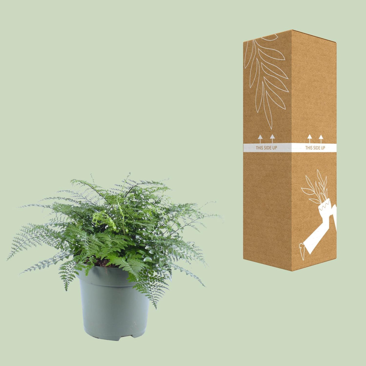 Asplenium Parvati (Vogelnestfarn) – Ø 27 cm, 50 cm hoch
