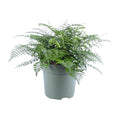 Asplenium Parvati (Vogelnestfarn) – Ø 27 cm, 50 cm hoch