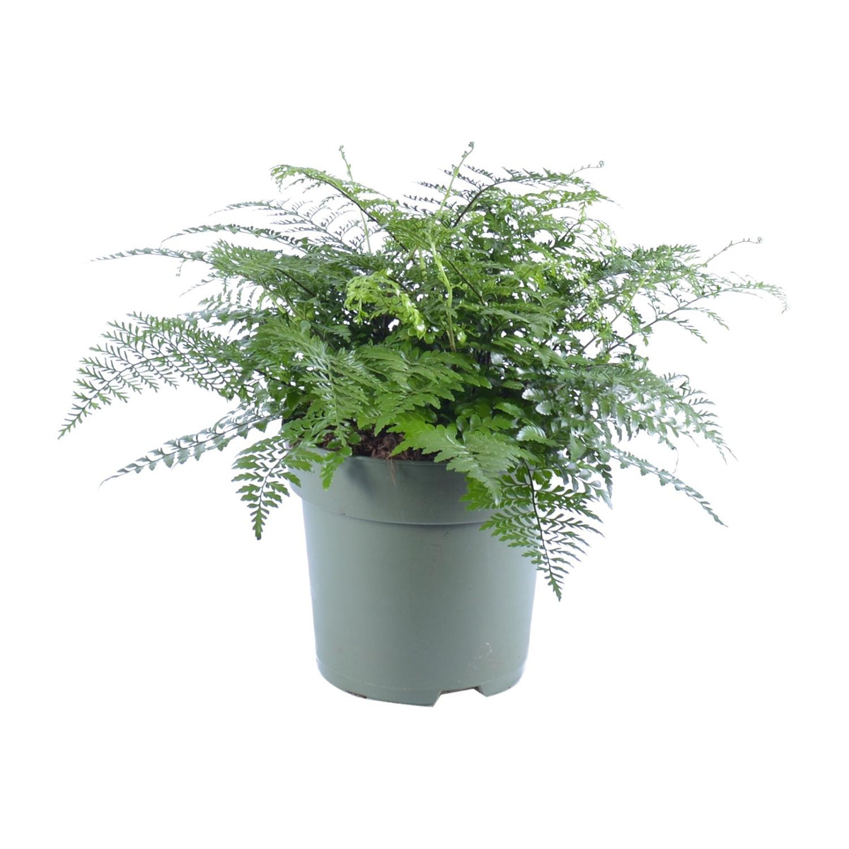 Asplenium Parvati (Vogelnestfarn) – Ø 27 cm, 50 cm hoch