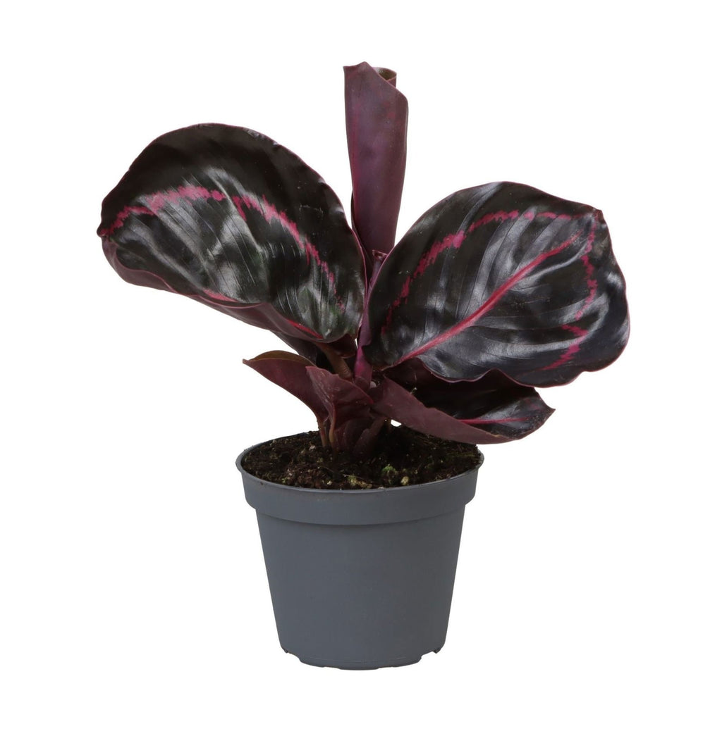 Calathea Dottie® – Ø6 cm, 15 cm de haut