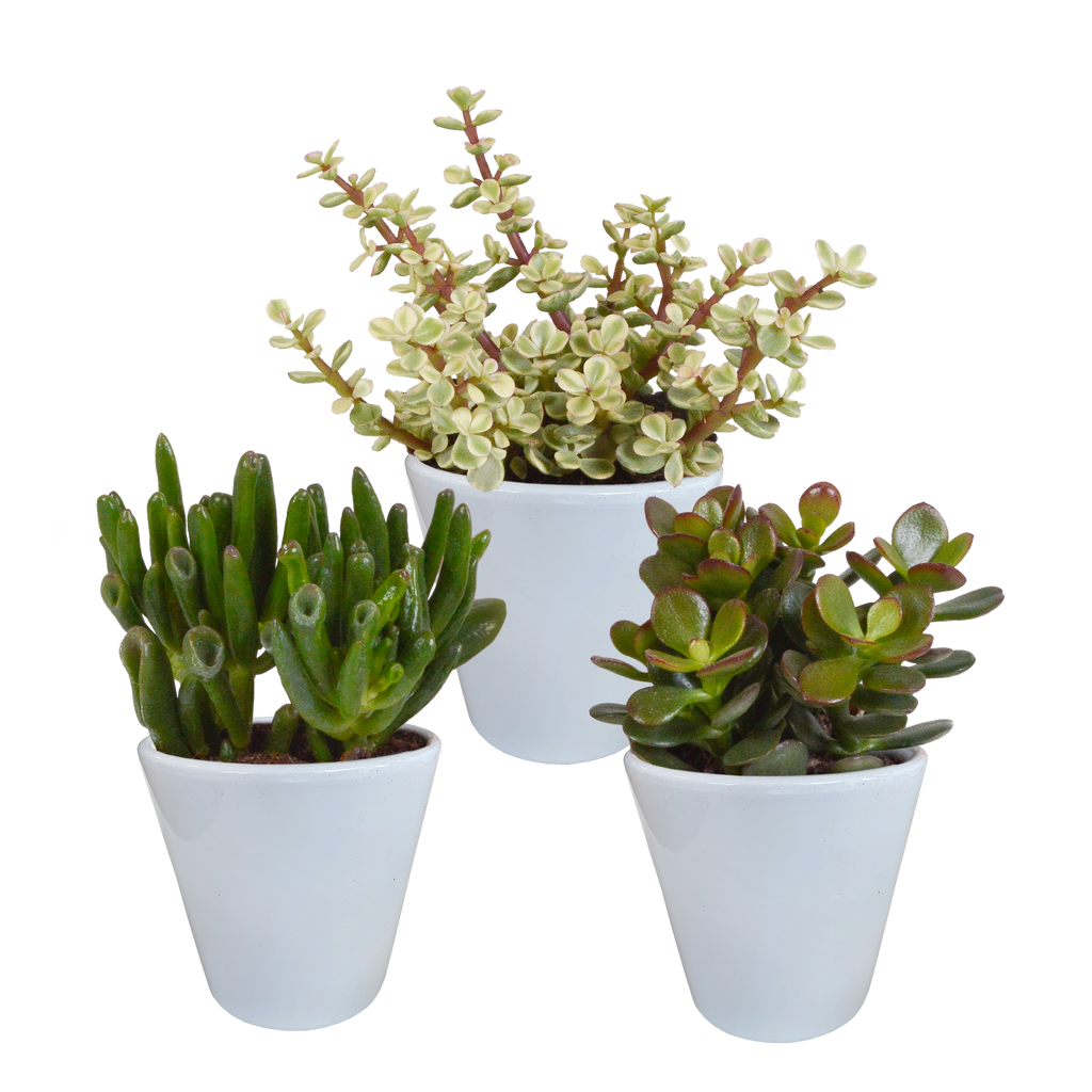 Crassula-Mix (Jade-Pflanze) im weißen Topf – Ø 10 cm, 18 cm hoch