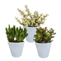 Crassula-Mix (Jade-Pflanze) im weißen Topf – Ø 10 cm, 18 cm hoch