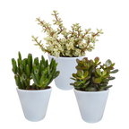 Crassula-Mix (Jade-Pflanze) im weißen Topf – Ø 10 cm, 18 cm hoch
