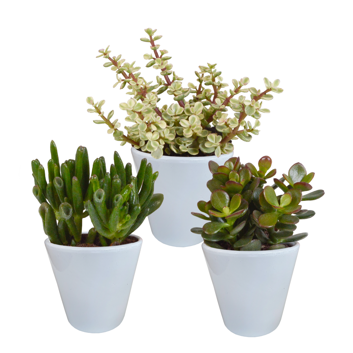 Crassula-Mix (Jade-Pflanze) im weißen Topf – Ø 10 cm, 18 cm hoch