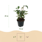 Camellia japonica 'Tricolour' (camellia) – pink-white-red – Ø15 cm, 30 cm high