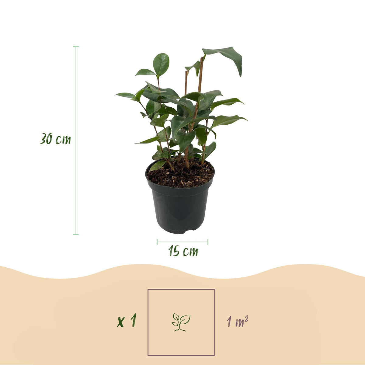 Camellia japonica 'Tricolour' (camelia) – roze-wit-rood – Ø15 cm, 30 cm hoog – bild 3