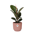 Ficus elastica ‘Robusta’ in ELHO Vibes Fold 14cm roze (rubberplant) – 35 cm hoog