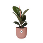 Ficus elastica ‘Robusta’ in ELHO Vibes Fold 14cm roze (rubberplant) – 35 cm hoog