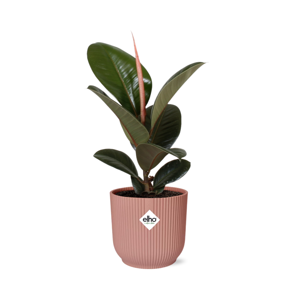 Ficus elastica ‘Robusta’ in ELHO Vibes Fold 14cm roze (rubberplant) – 35 cm hoog