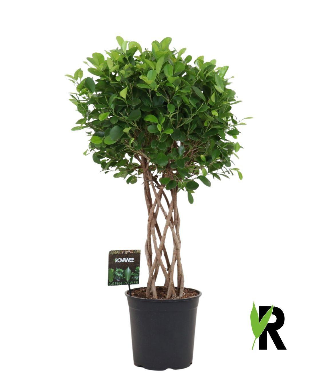 Ficus Moclame geflochtener Zylinder – Ø 27 cm, 120 cm hoch