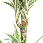 Dracaena Deremensis White Stripe (Drachenbaum) mit Korb – Ø24 cm, 130–150 cm hoch