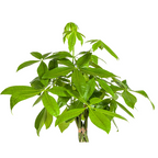 Pachira aquatica (geldboom) – Ø27 cm, 130–150 cm hoog