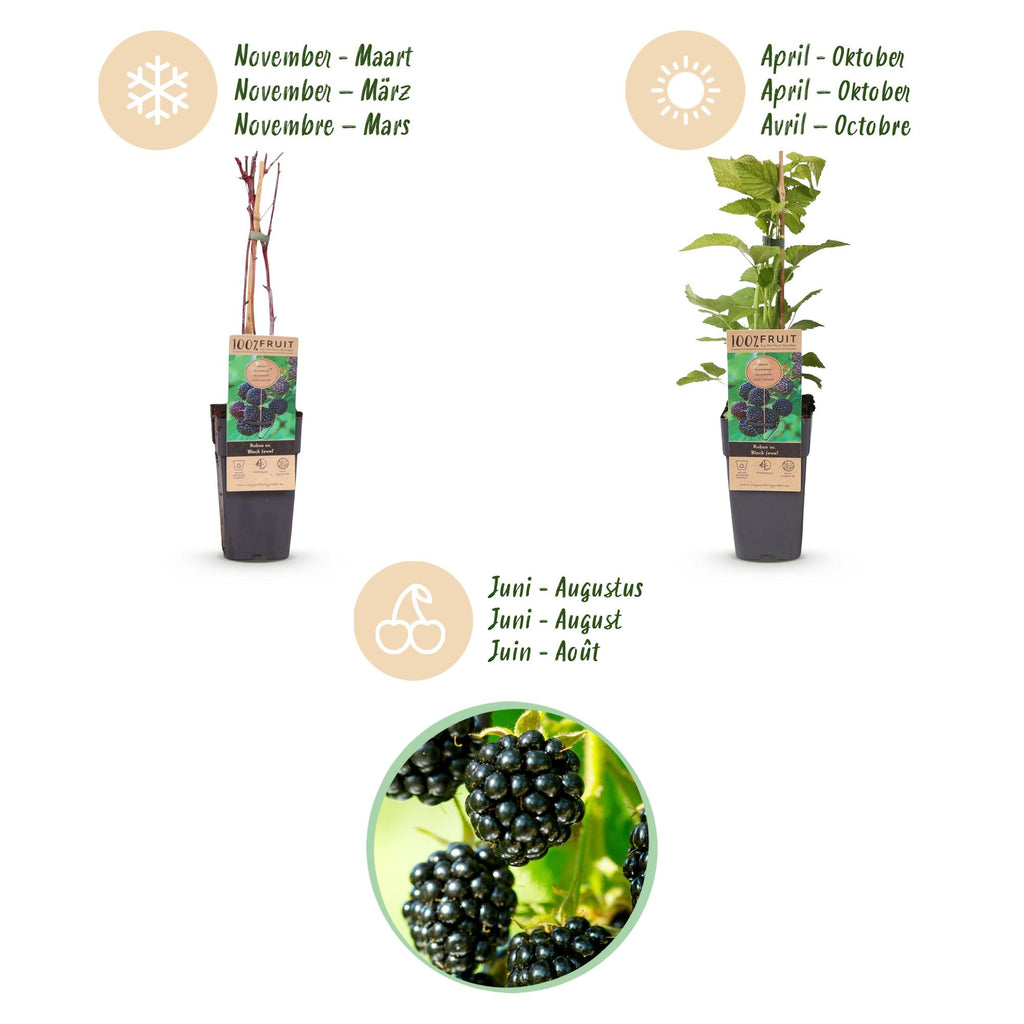 Rubus occidentalis 'Black Jewel' (bramenplant) – 2 planten, Ø15 cm, 50 cm hoog – foto 4