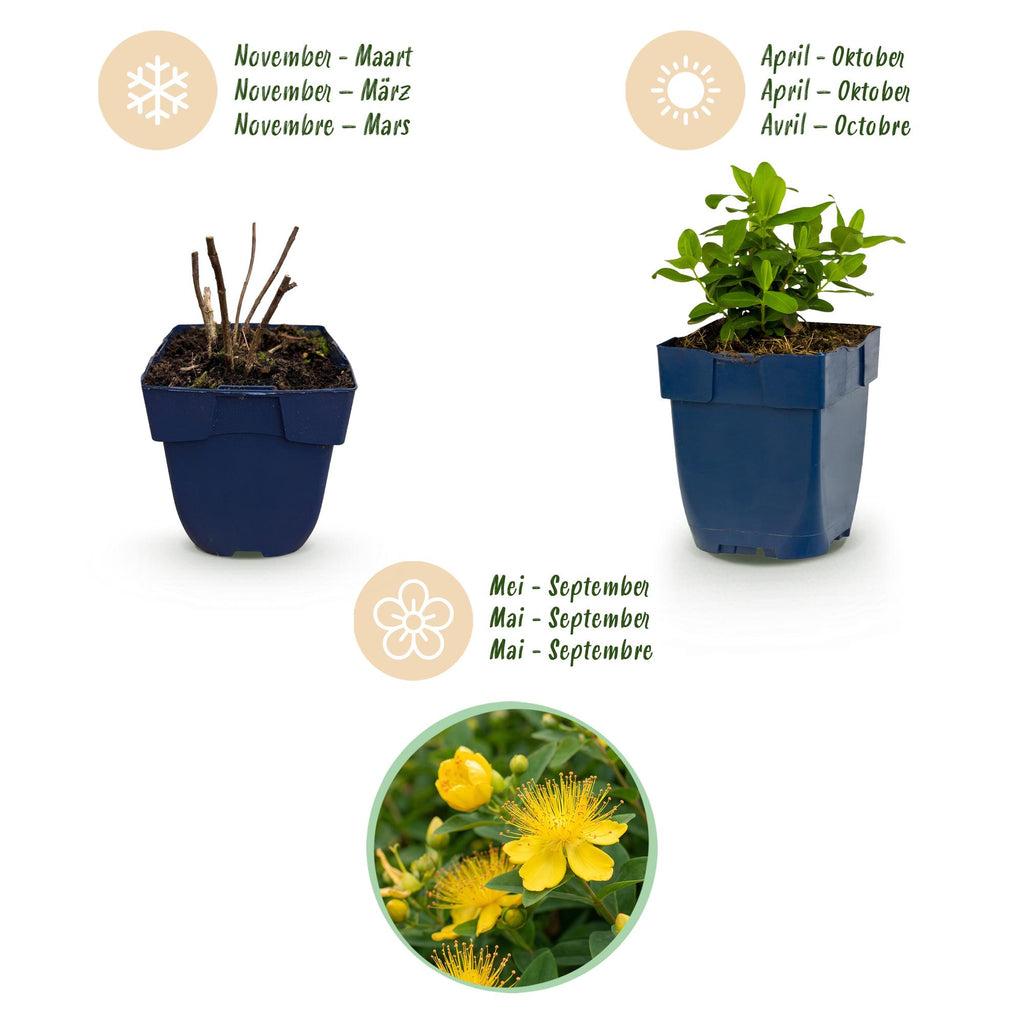 Hypericum calycinum (St. John's wort) – yellow – 24 plants, Ø11 cm, 15–25 cm high – photo 4