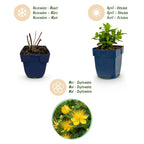 Hypericum calycinum (St. John's wort) – yellow – 24 plants, Ø11 cm, 15–25 cm high