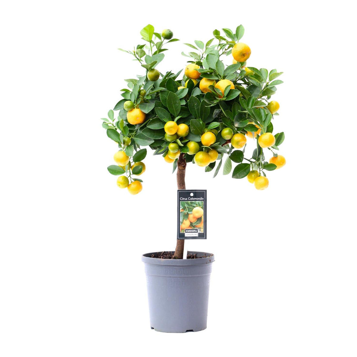 Citrus 'Calamondin' (citrusboompje) – Ø15 cm, 45 cm hoog