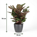 Calathea makoyana in Potter-sierpot grijs – Ø19 cm, 70 cm hoog