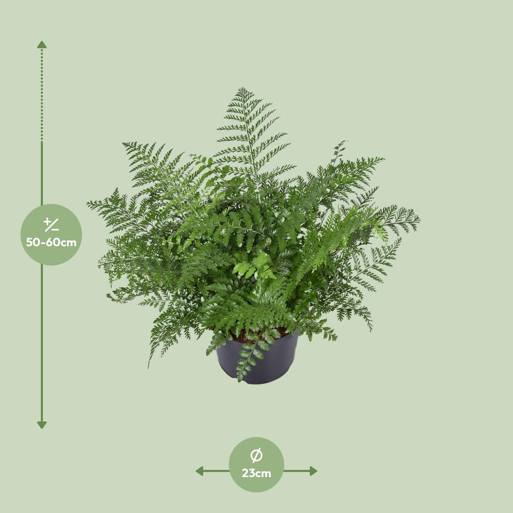 Asplenium Parvati (fugleredbreg) – Ø23 cm, 55 cm høj