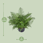 Asplenium Parvati (fugleredbreg) – Ø23 cm, 55 cm høj