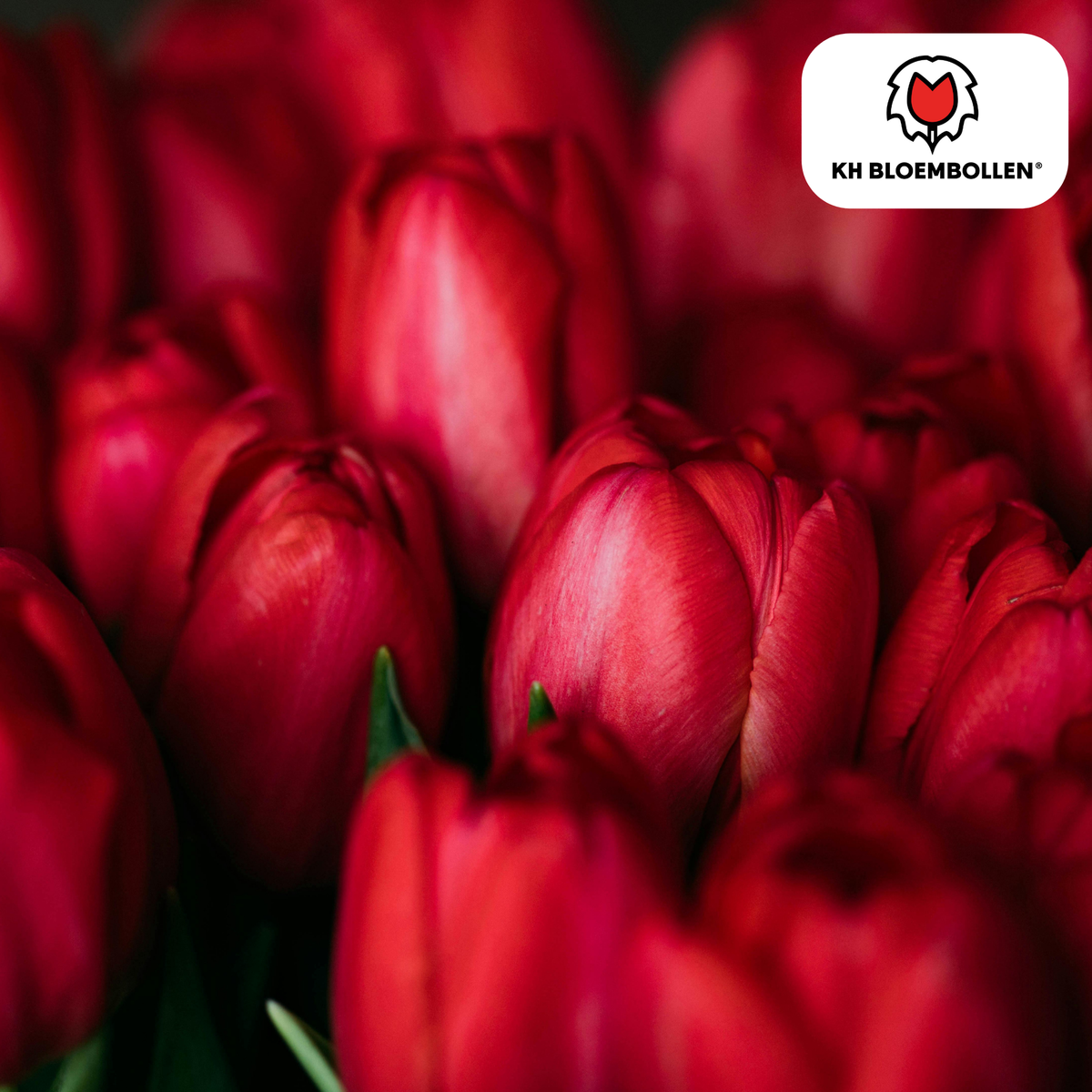 Tulpe 'Ile de France' – 20 Blumenzwiebeln (Zwiebelgröße 11/12)