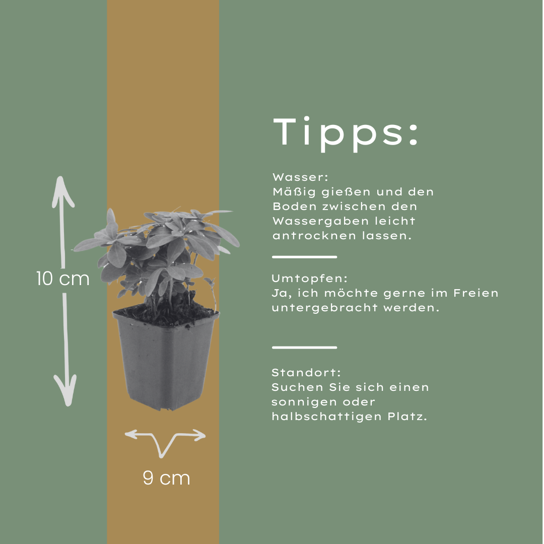 Euphorbia amygdal. 'Robbiae' (Wolfsmilch) – 6 Pflanzen, Ø9 cm, 10–25 cm hoch – Bild 4