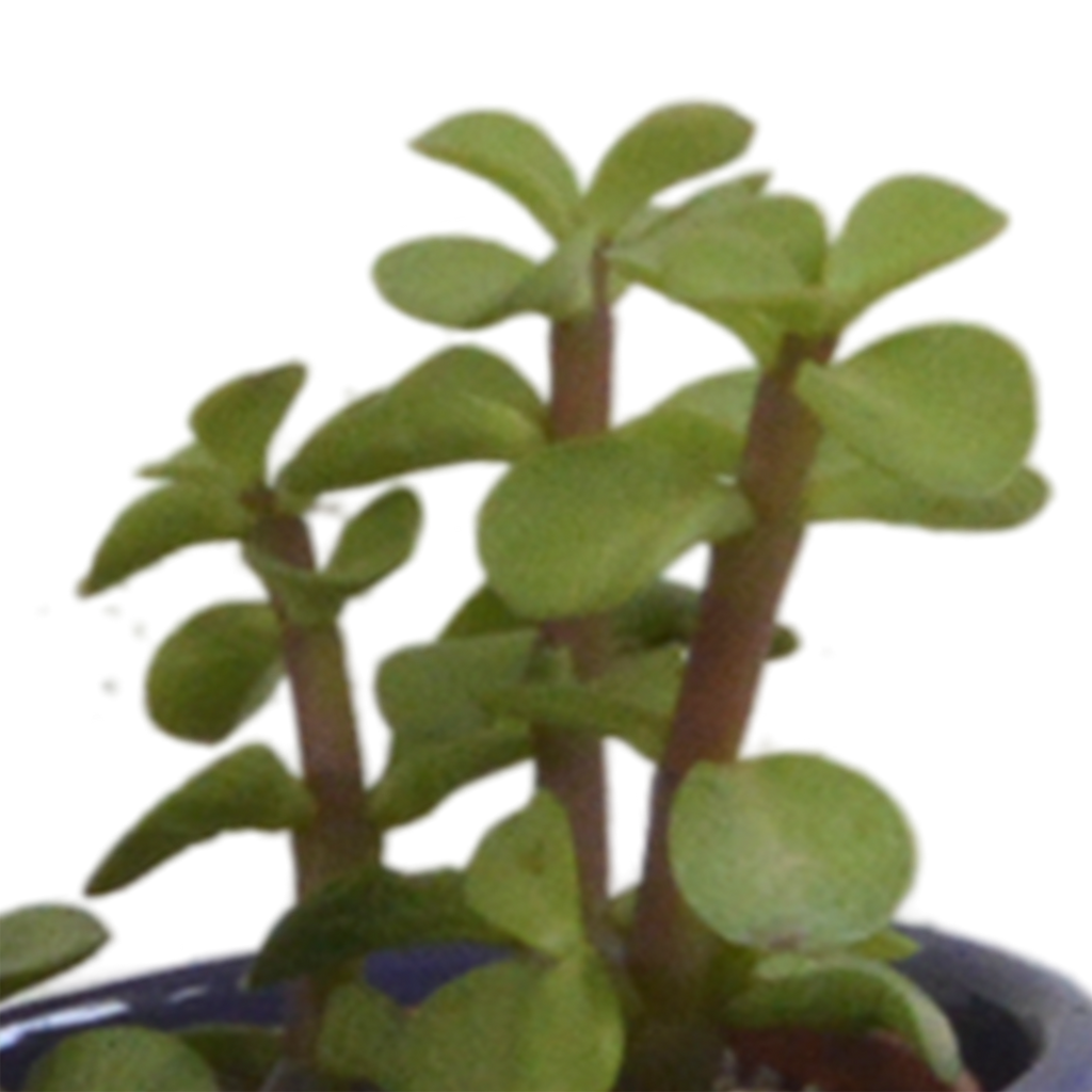 Sukkulenten – Ø 6 cm, 13 cm hoch