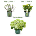 Hydrangea 'Magical Nobless' (Hortensie) – weiß – Ø 23 cm, 55 cm hoch