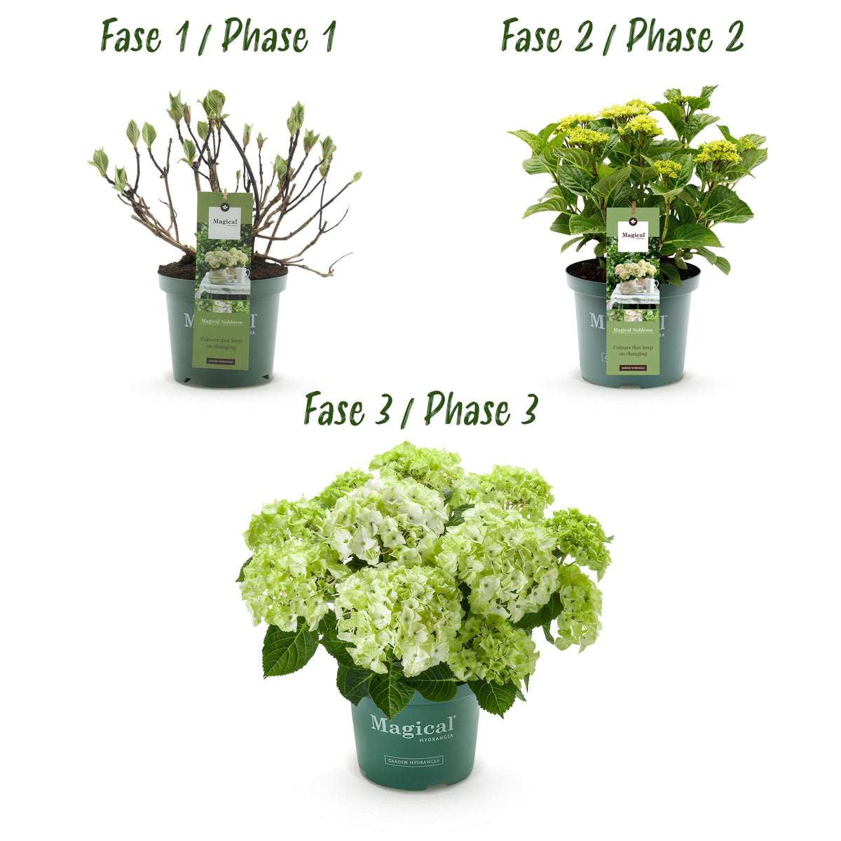 Hydrangea 'Magical Nobless' (Hortensie) – weiß – Ø 23 cm, 55 cm hoch – Bild 4