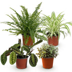 4× Callisia – Ø12 cm, 25 cm høj