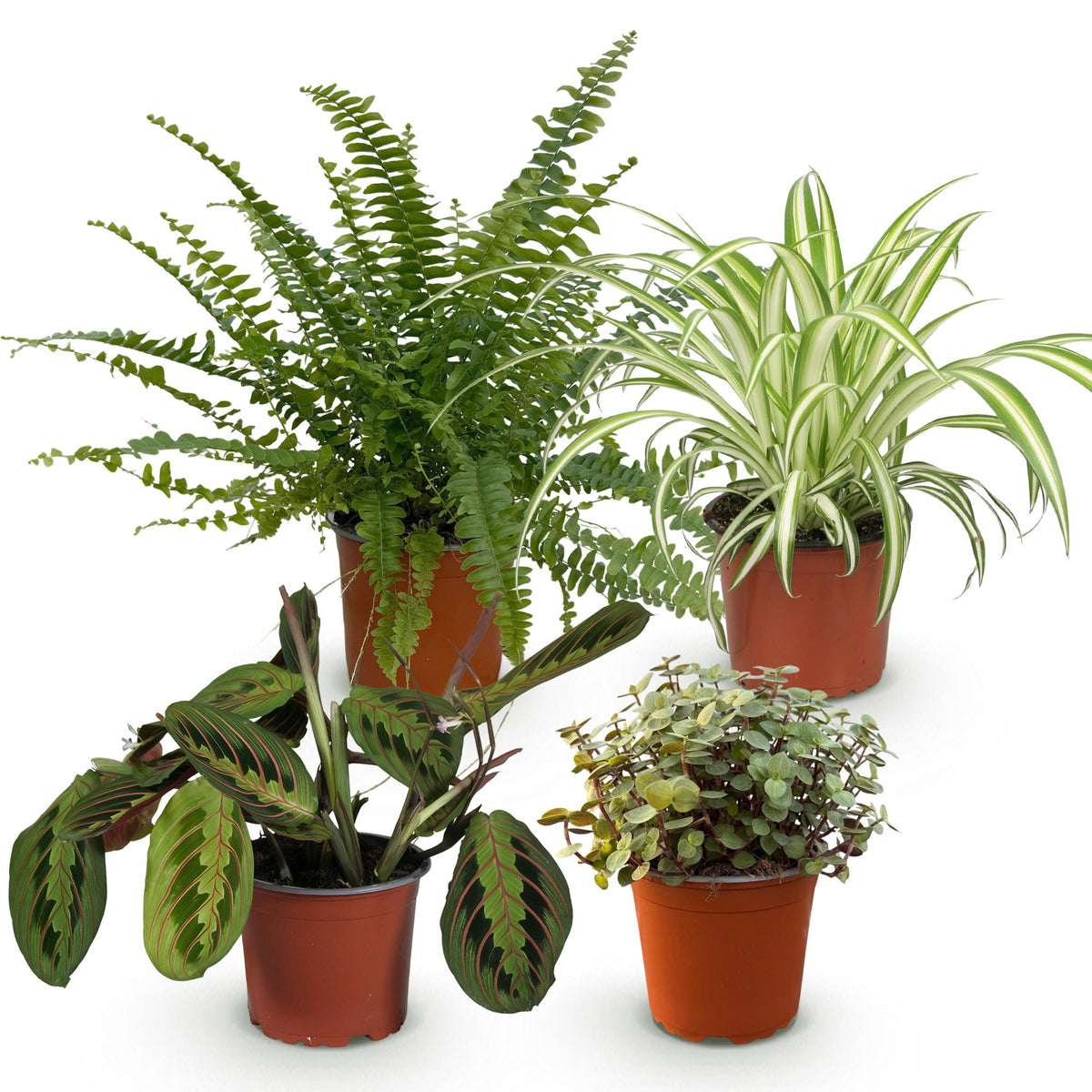 4× Callisia – Ø12 cm, 25 cm høj