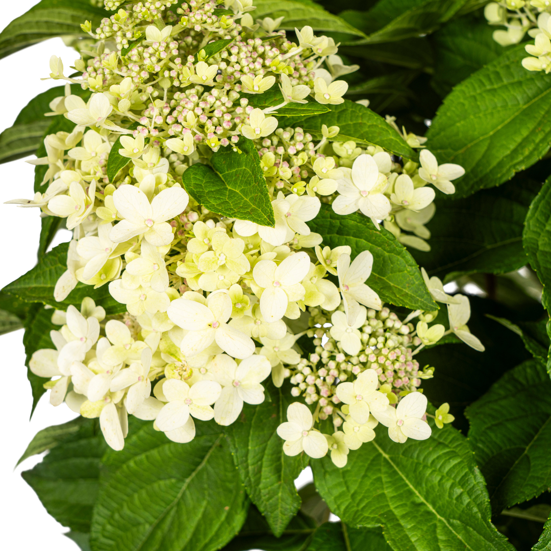 Hydrangea paniculata 'White' (hortensia) – Ø24 cm, 70–80 cm hoog