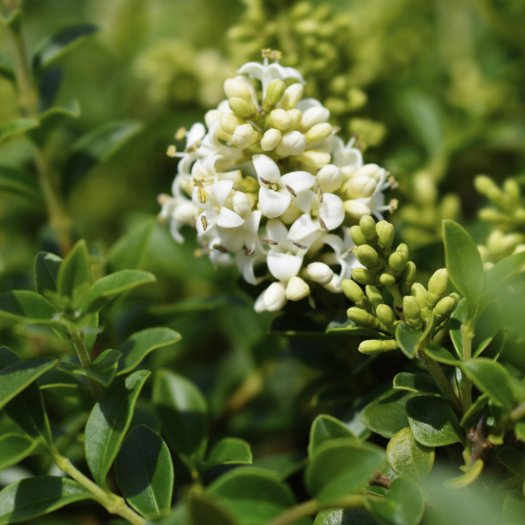 Ligustrum delavayanum (Liguster) auf Stamm – Ø 19 cm, 90 cm hoch – Bild 4