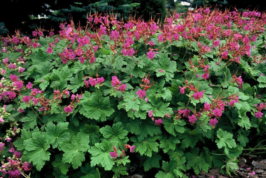 Geranium macrorrhizum 'Czakor' (cranesbill) – 60 plants, Ø9 cm, 10–25 cm high