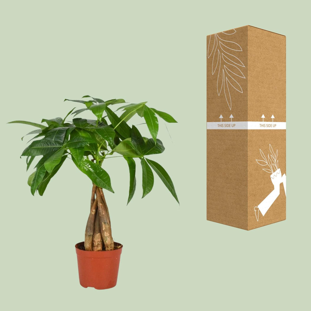 Pachira aquatica (pengetræ) – Ø12 cm, 35 cm høj