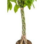 Pachira aquatica (geldboom) – Ø27 cm, 130–150 cm hoog