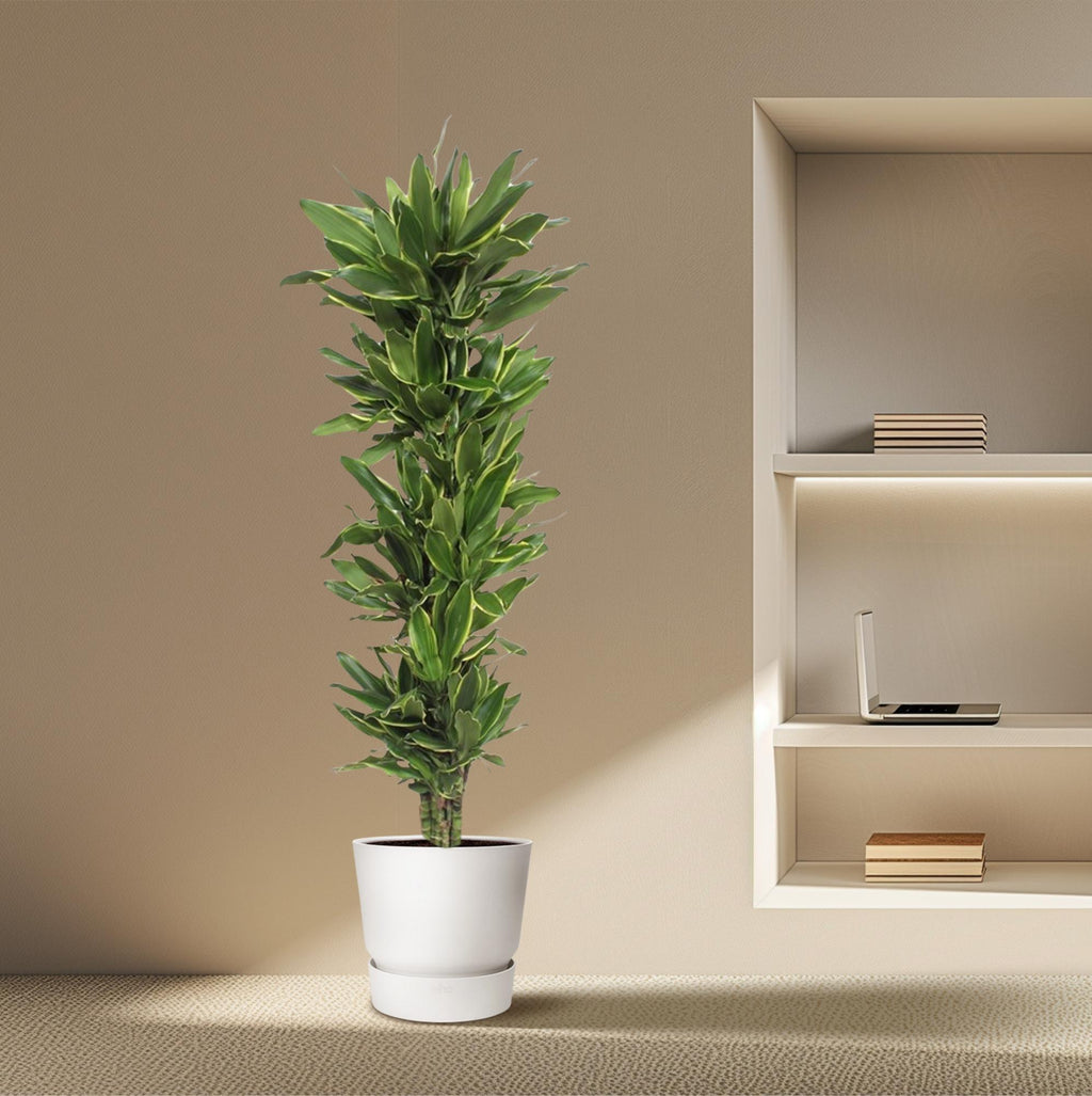 Dracaena Golden Coast (drakenboom) – Ø34 cm, 200 cm hoog