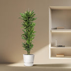 Dracaena Golden Coast (drakenboom) – Ø34 cm, 200 cm hoog
