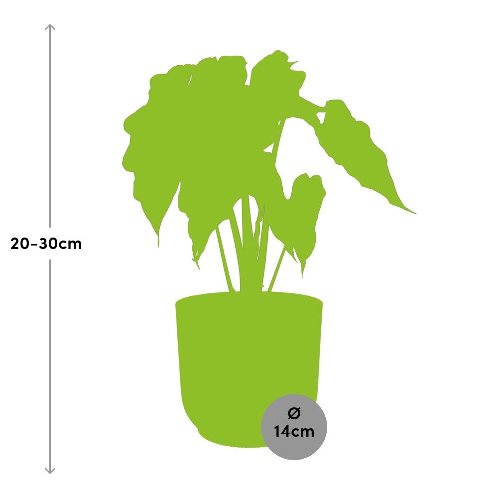 Alocasia ‘Polly’ in ELHO Vibes Fold 14cm geel (olifantsoor) – 45 cm hoog