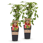 Rubus idaeus 'Ottawa' (framboisier) – 2 plants, Ø15 cm, 50 cm de haut