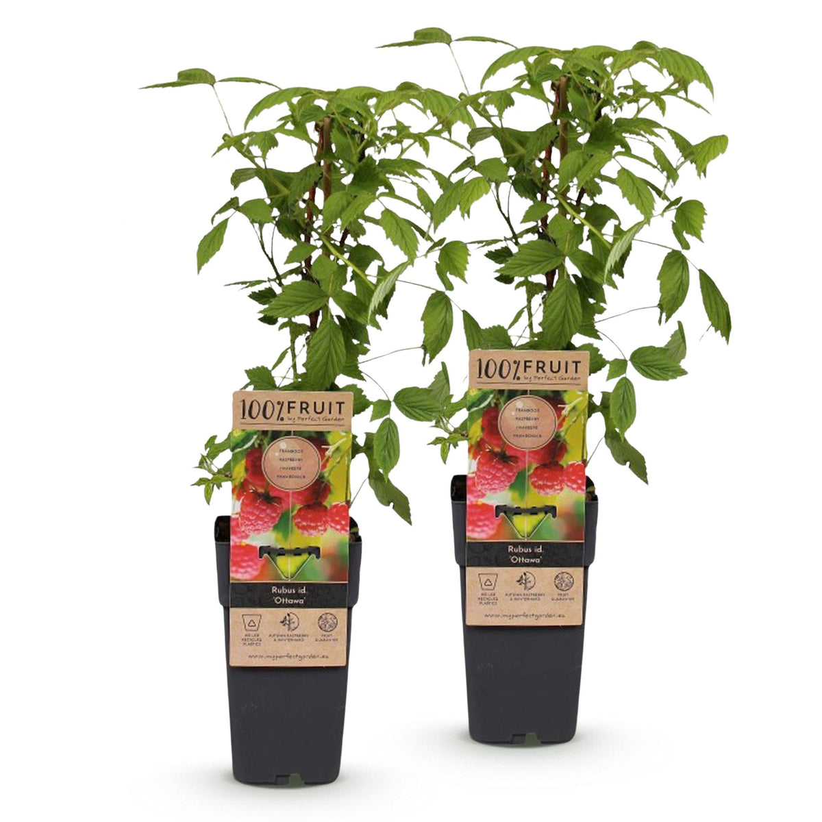 Rubus idaeus 'Ottawa' (frambozenplant) – 2 planten, Ø15 cm, 50 cm hoog – foto 2