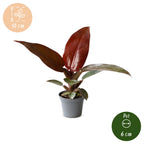 Philodendron Zonrood – Ø6 cm, 10 cm de haut