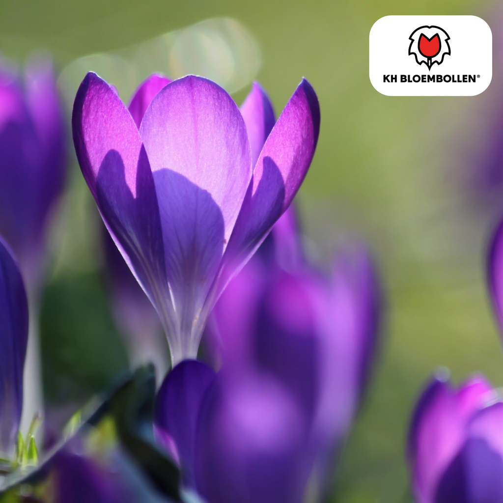Jacinthe violette – 30 bulbes