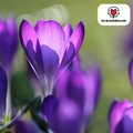 Jacinthe violette – 30 bulbes