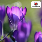 Jacinthe violette – 30 bulbes