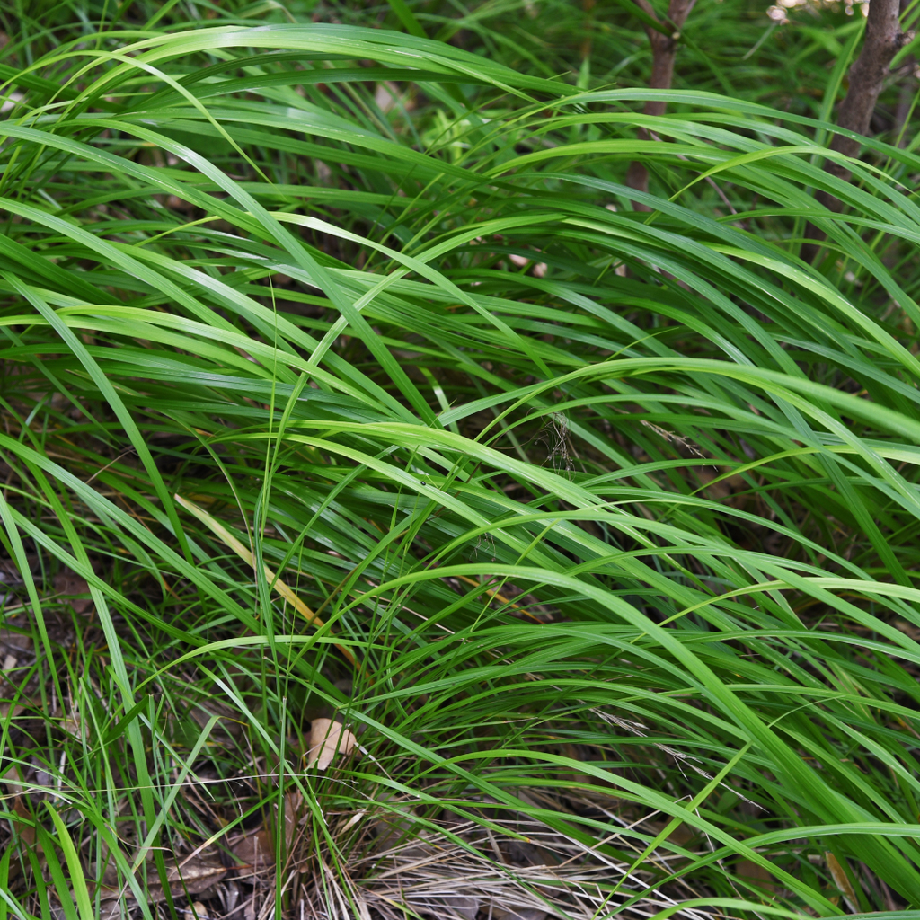 Carex morrowii (laîche) – 12 plantes, Ø9 cm, 10–25 cm de haut – photo 4