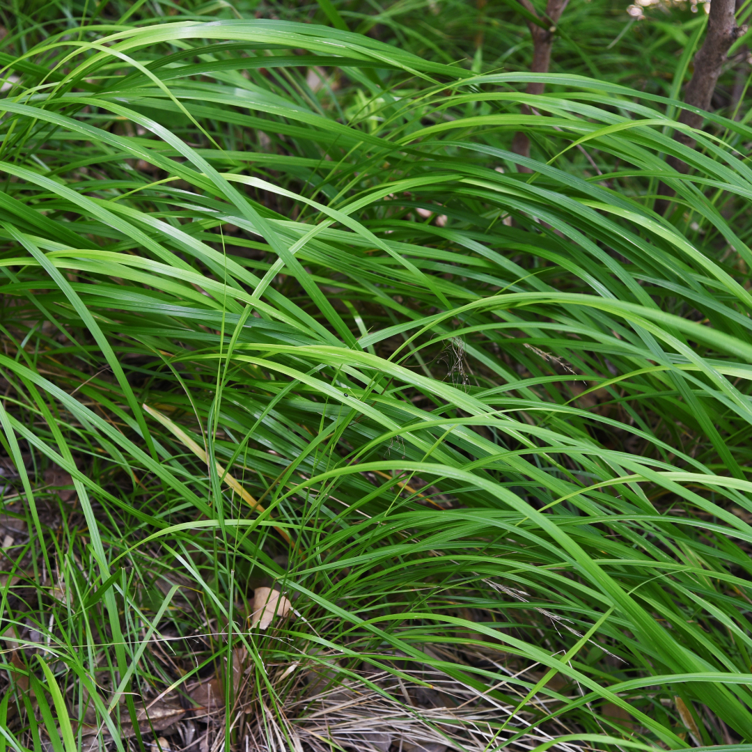 Carex morrowii (laîche) – 12 plantes, Ø9 cm, 10–25 cm de haut – photo 4
